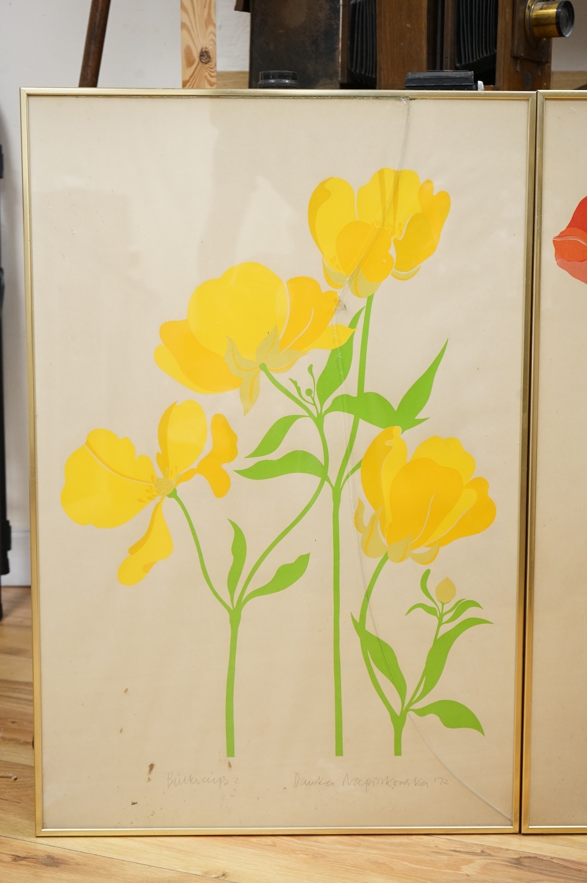 Danka Napiorkowska (b.1946), ‘Poppies 1’ and ‘Buttercups 2’, each signed in pencil, pair of silk screen prints, glass cracked to one, 75 x 49cm